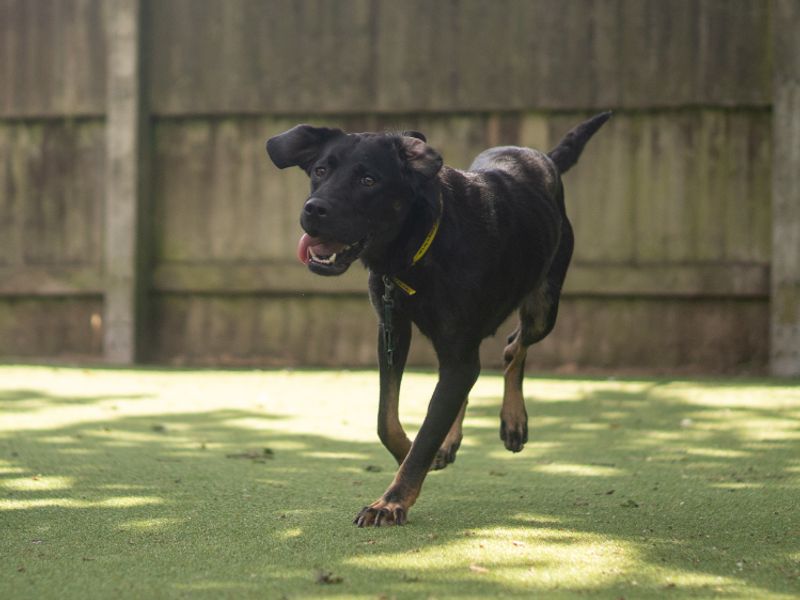 Sesame | Crossbreed | Kenilworth (West Midlands) - 2