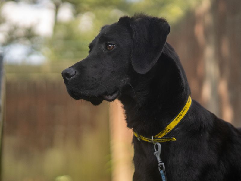 Sesame | Crossbreed | Kenilworth (West Midlands) - 1