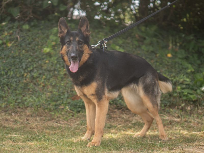 Ariya | German Shepherd Dog | Kenilworth (West Midlands) - 1