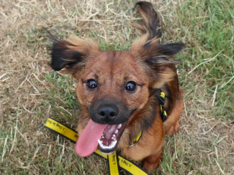 Willow | Terrier (Jack Russell) Cross | Harefield West London - 2