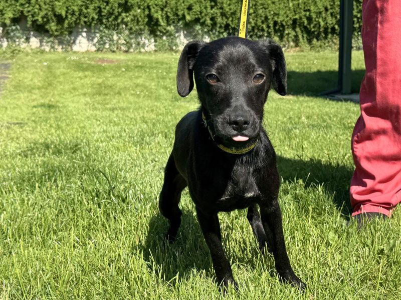 undefined | Terrier (Patterdale) | undefined - 1