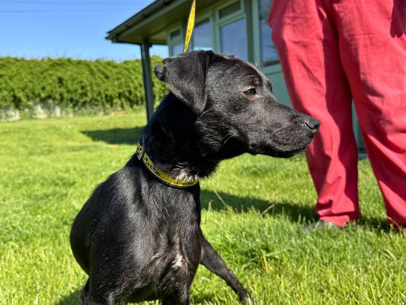 undefined | Terrier (Patterdale) | undefined - 6
