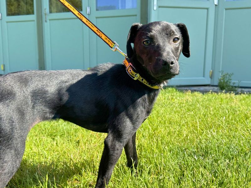undefined | Terrier (Patterdale) | undefined - 3