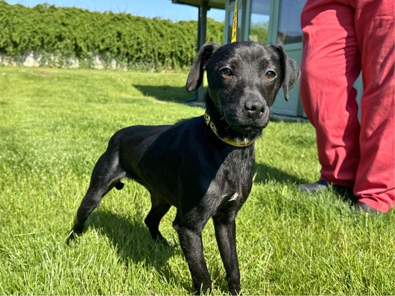 undefined | Terrier (Patterdale) | undefined - 4