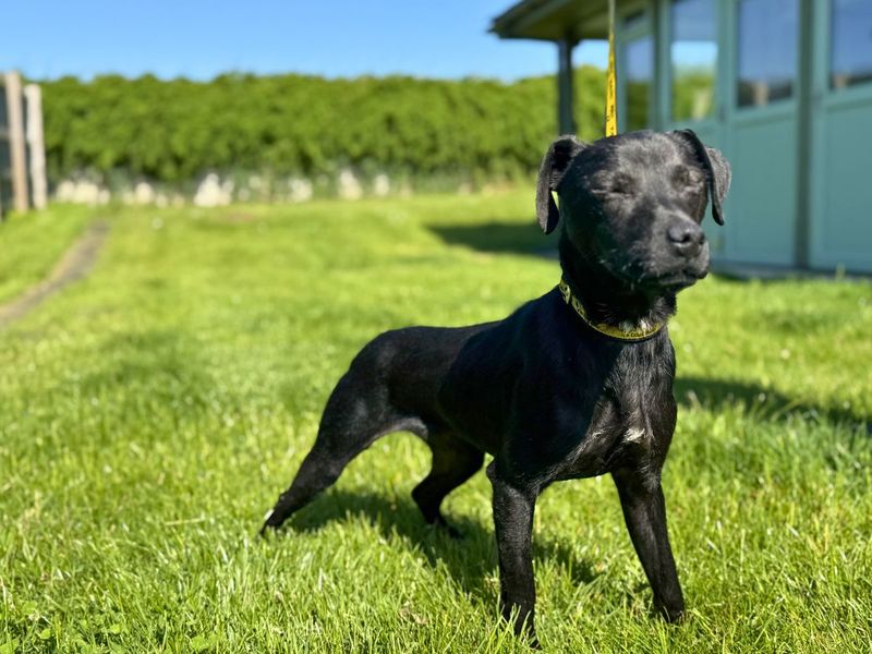 undefined | Terrier (Patterdale) | undefined - 2