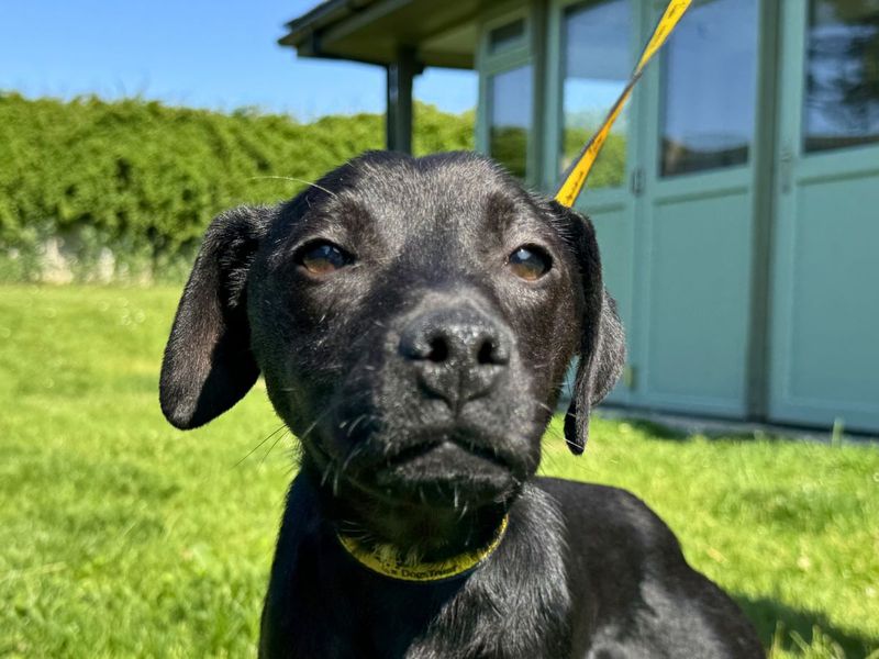 undefined | Terrier (Patterdale) | undefined - 5