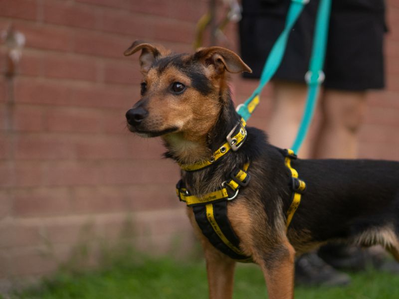Jack Russell Terrier Dogs And Puppies For Adoption