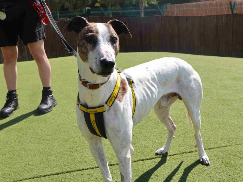 Ravioli | Lurcher | Harefield West London - 1