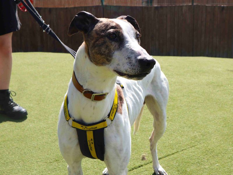 Ravioli | Lurcher | Harefield West London - 2