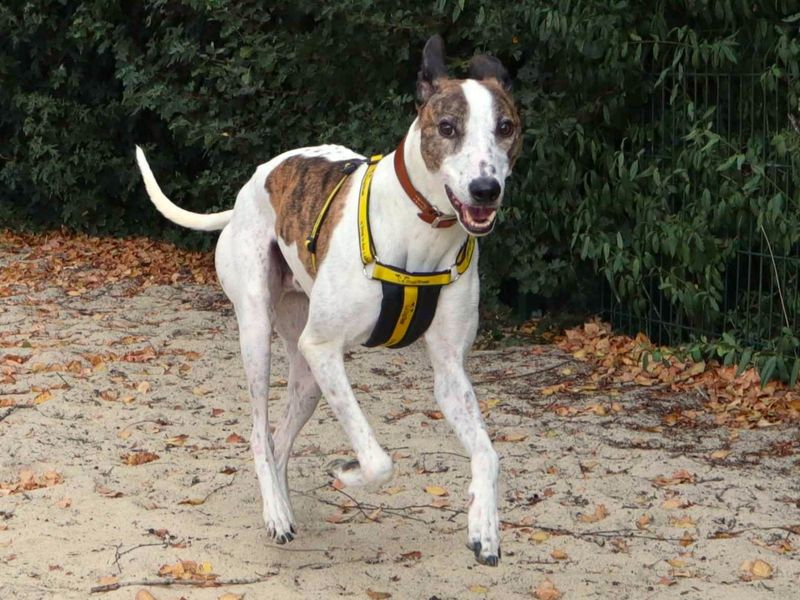 Ravioli | Lurcher | Harefield West London - 1