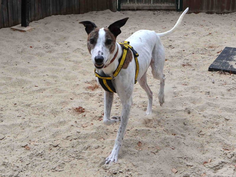 Ravioli | Lurcher | Harefield West London - 4