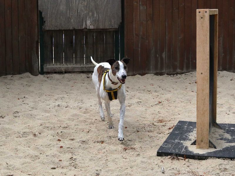 Ravioli | Lurcher | Harefield West London - 3
