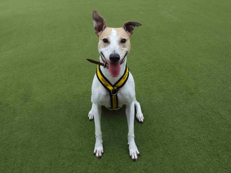 Matcha | Lurcher | Harefield West London - 4