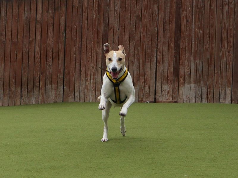 Matcha | Lurcher | Harefield West London - 5