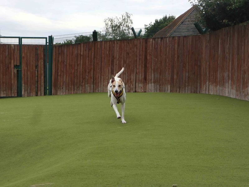 Matcha | Lurcher | Harefield West London - 1
