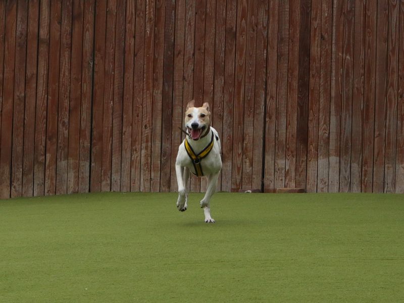 Matcha | Lurcher | Harefield West London - 2