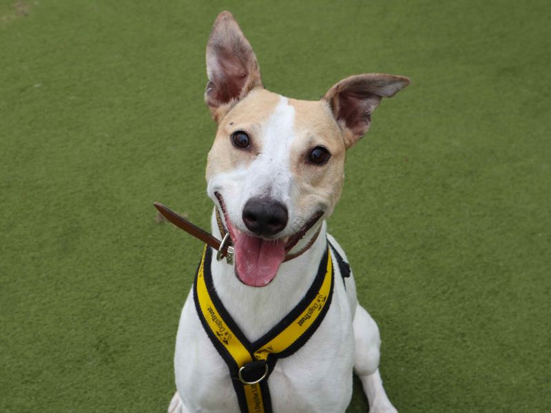 Matcha | Lurcher | Harefield West London - 3