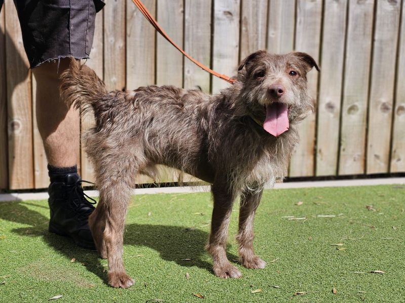 undefined | Terrier (Patterdale) | undefined - 1