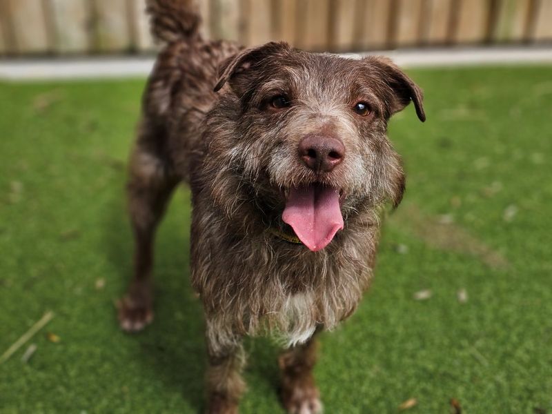 undefined | Terrier (Patterdale) | undefined - 2