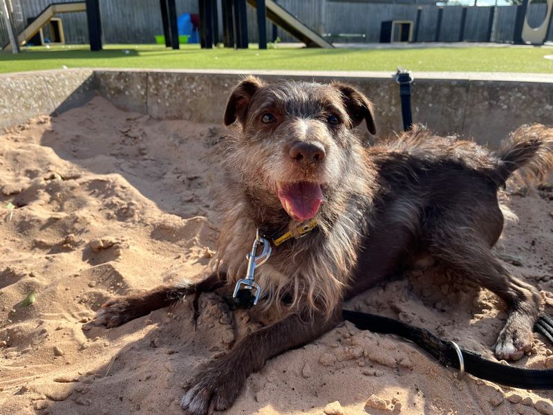 Xaden | Terrier (Patterdale) | Evesham (Worcestershire) - 9