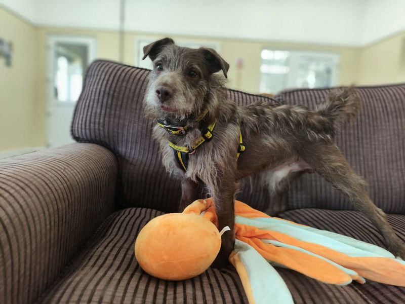 Xaden | Terrier (Patterdale) | Evesham (Worcestershire) - 7