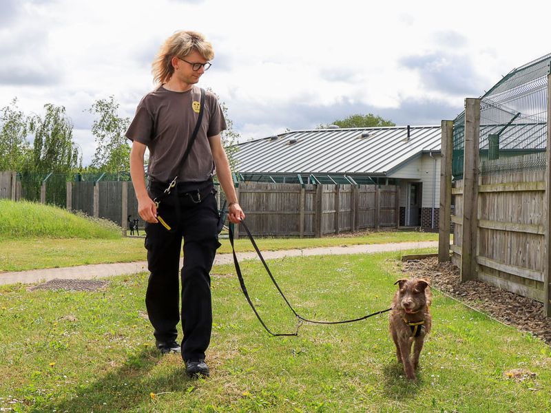 Xaden | Terrier (Patterdale) | Evesham (Worcestershire) - 10