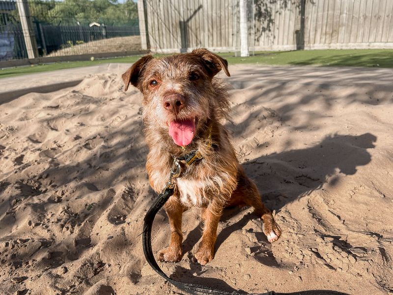 Xaden | Terrier (Patterdale) | Evesham (Worcestershire) - 15