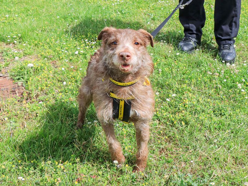 Xaden | Terrier (Patterdale) | Evesham (Worcestershire) - 5