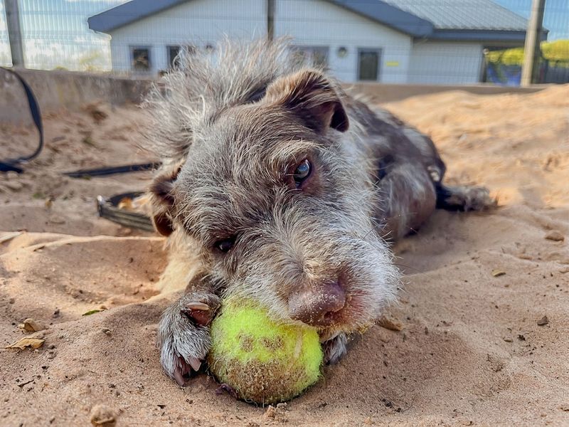 Xaden | Terrier (Patterdale) | Evesham (Worcestershire) - 4