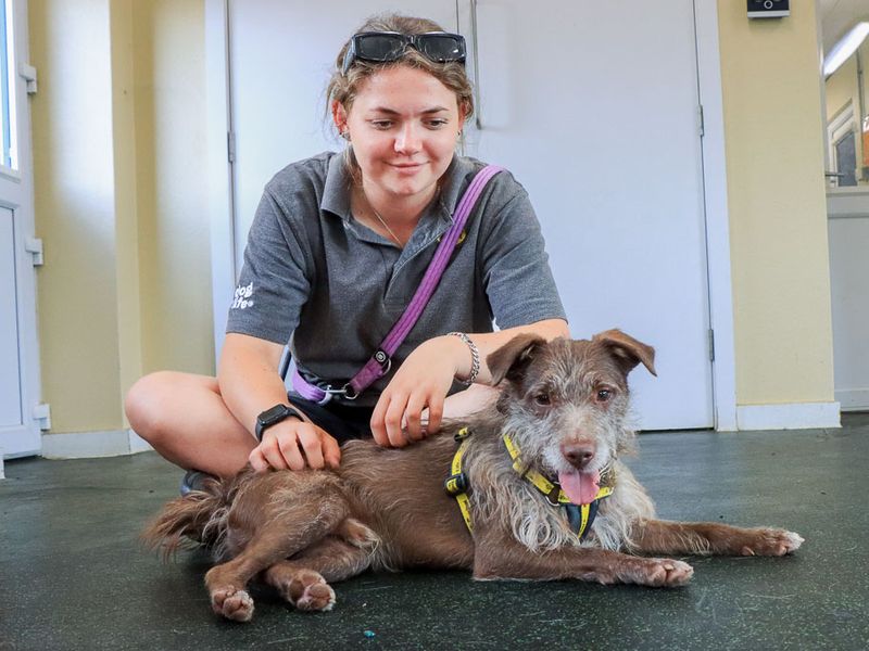 Xaden | Terrier (Patterdale) | Evesham (Worcestershire) - 1
