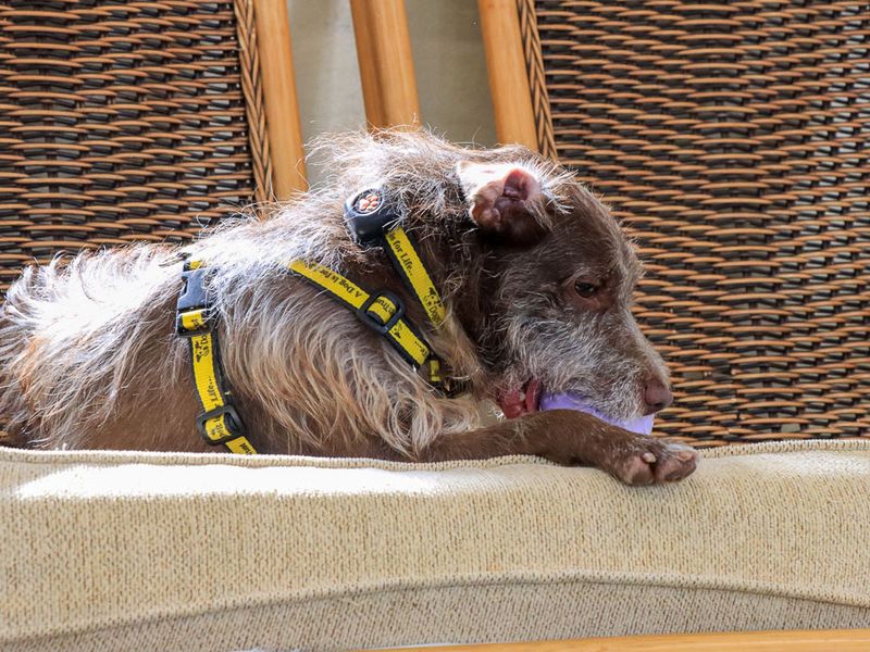 Xaden | Terrier (Patterdale) | Evesham (Worcestershire) - 12