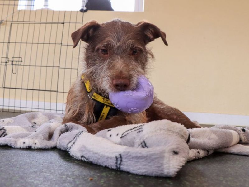 Xaden | Terrier (Patterdale) | Evesham (Worcestershire) - 8