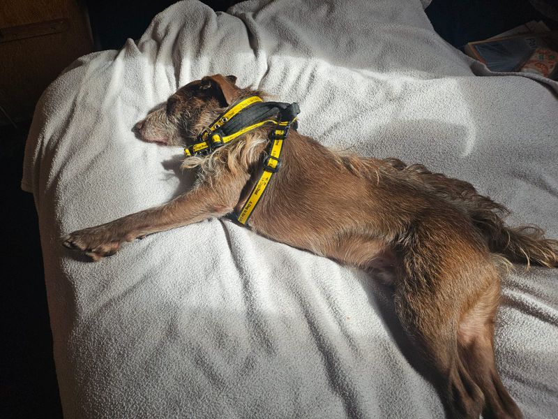 Xaden | Terrier (Patterdale) | Evesham (Worcestershire) - 6