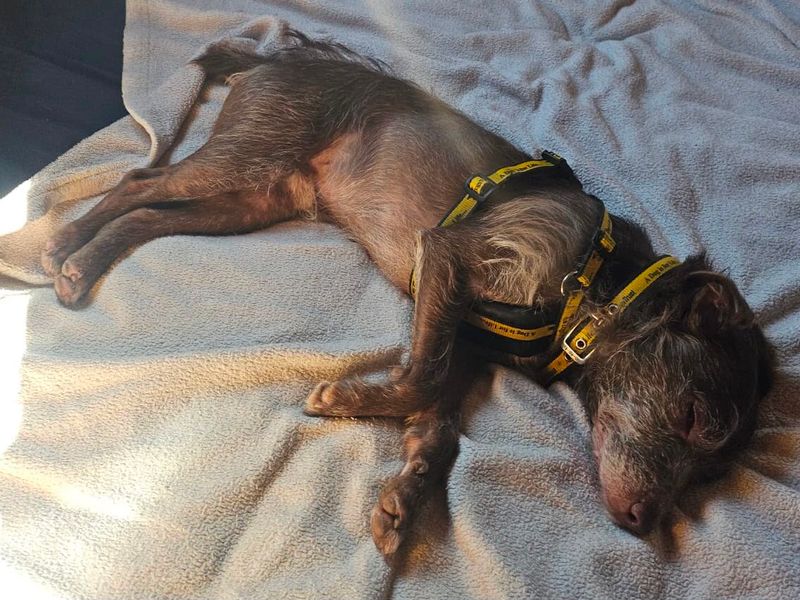 Xaden | Terrier (Patterdale) | Evesham (Worcestershire) - 3