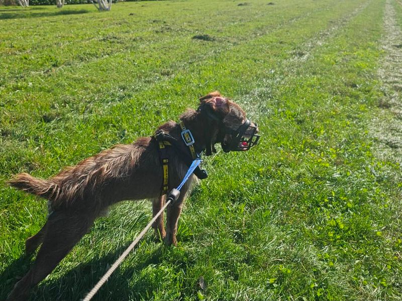 Xaden | Terrier (Patterdale) | Evesham (Worcestershire) - 14