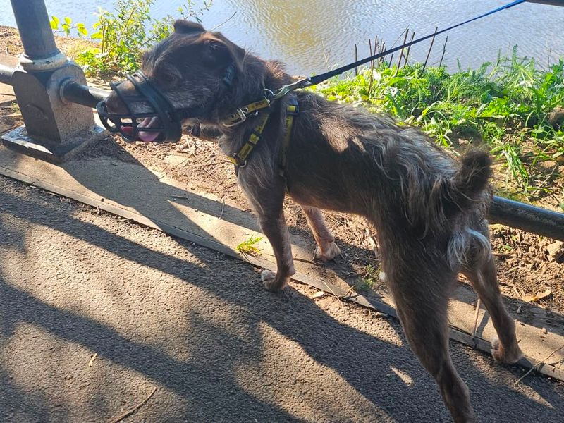 Xaden | Terrier (Patterdale) | Evesham (Worcestershire) - 11