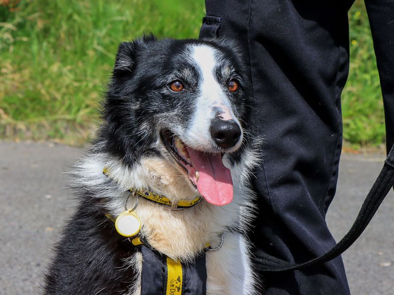 undefined | Collie (Border) | undefined - 2