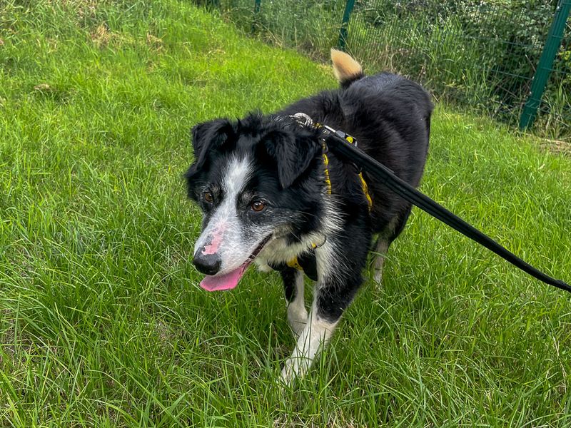undefined | Collie (Border) | undefined - 7