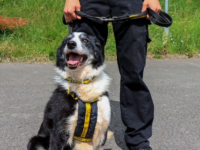 undefined | Collie (Border) | undefined - 4