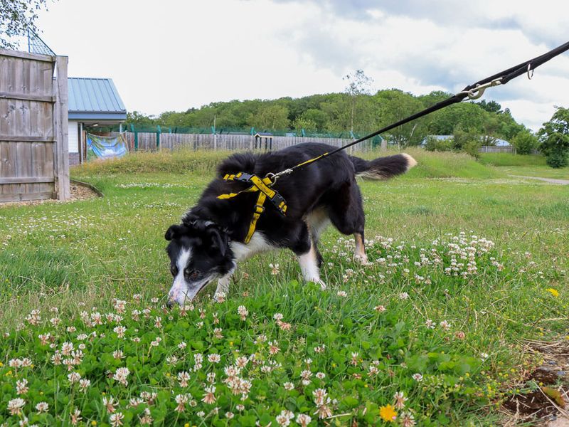 undefined | Collie (Border) | undefined - 3
