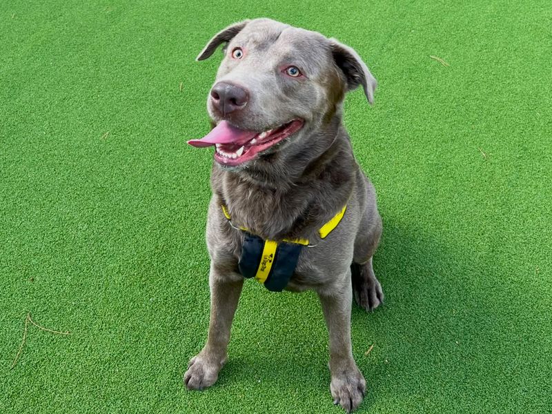 Thor | Weimaraner Cross | Canterbury - 3