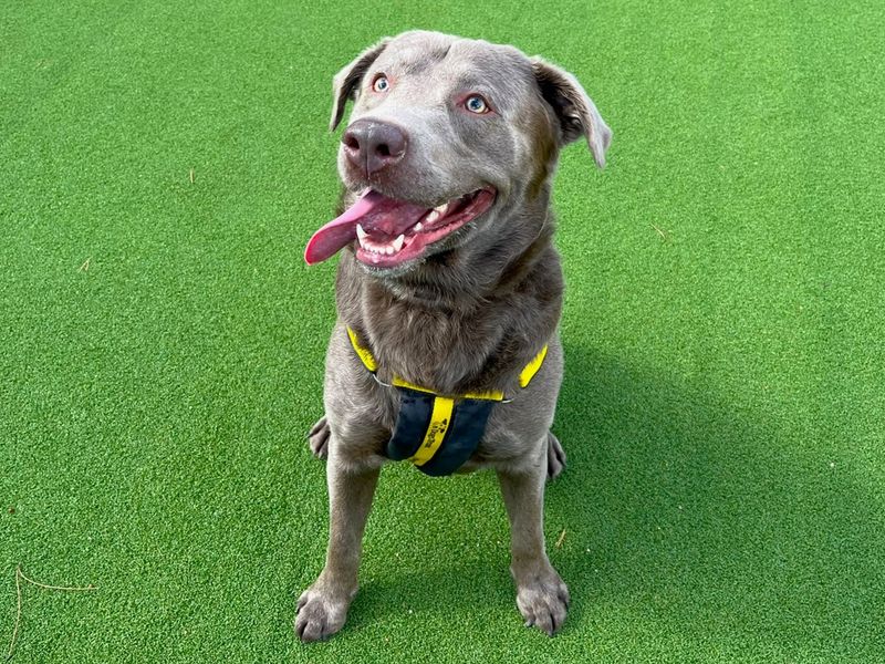 Thor | Weimaraner Cross | Canterbury - 2