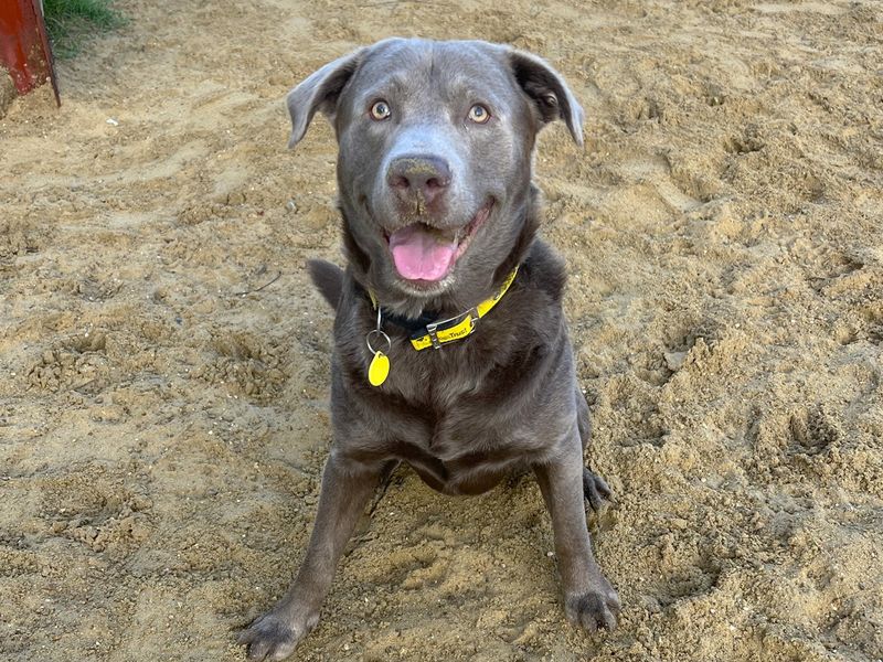 Thor | Weimaraner Cross | Canterbury - 1