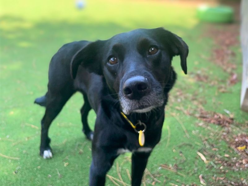 Evie | Retriever (Labrador) | Shoreham (Sussex) - 3