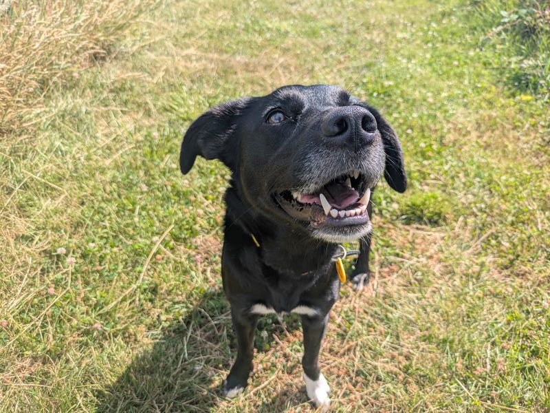 Evie | Retriever (Labrador) | Shoreham (Sussex) - 2