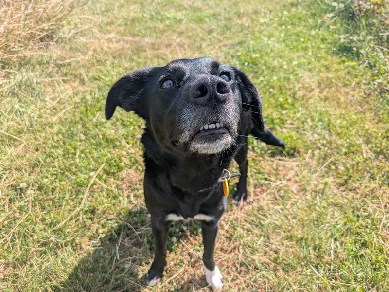 Evie | Retriever (Labrador) | Shoreham (Sussex) - 1