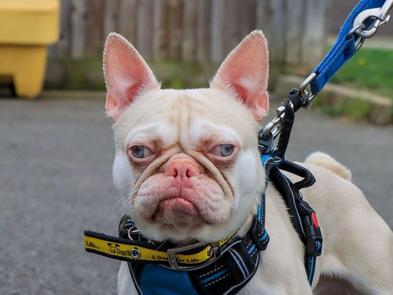undefined | French Bulldog | undefined - 1