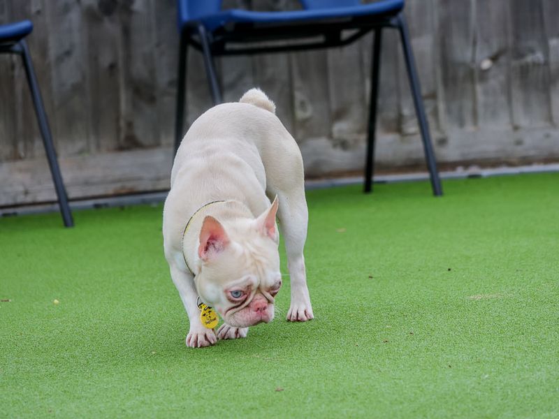 undefined | French Bulldog | undefined - 4
