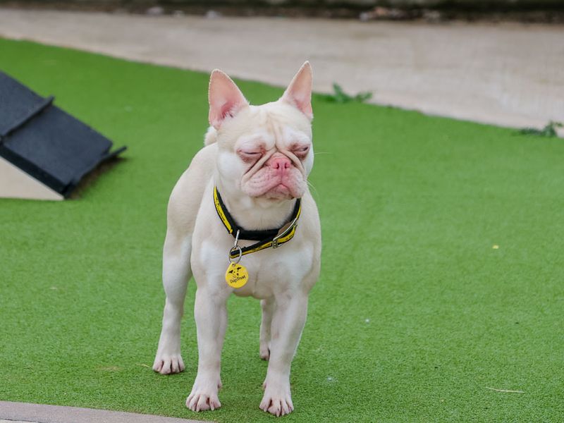 undefined | French Bulldog | undefined - 3