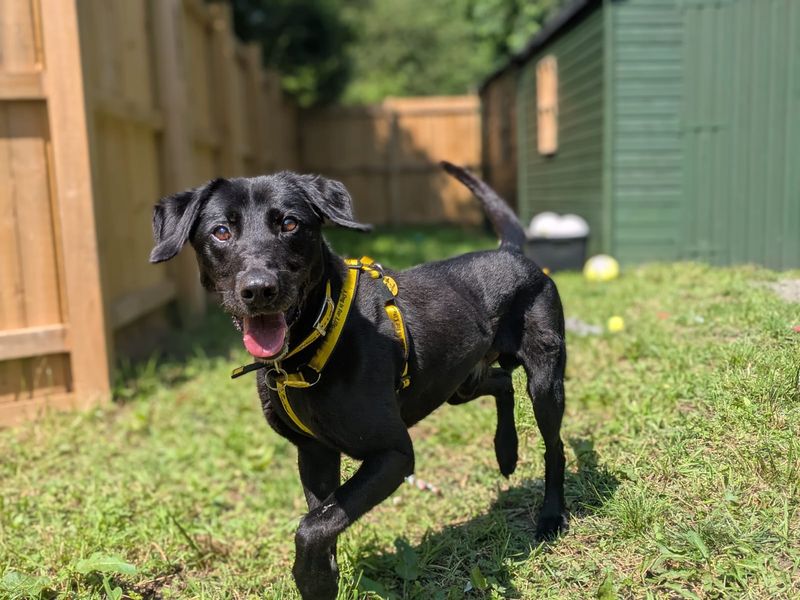 Xander | Retriever (Labrador) Cross | West Calder (Edinburgh) - 4